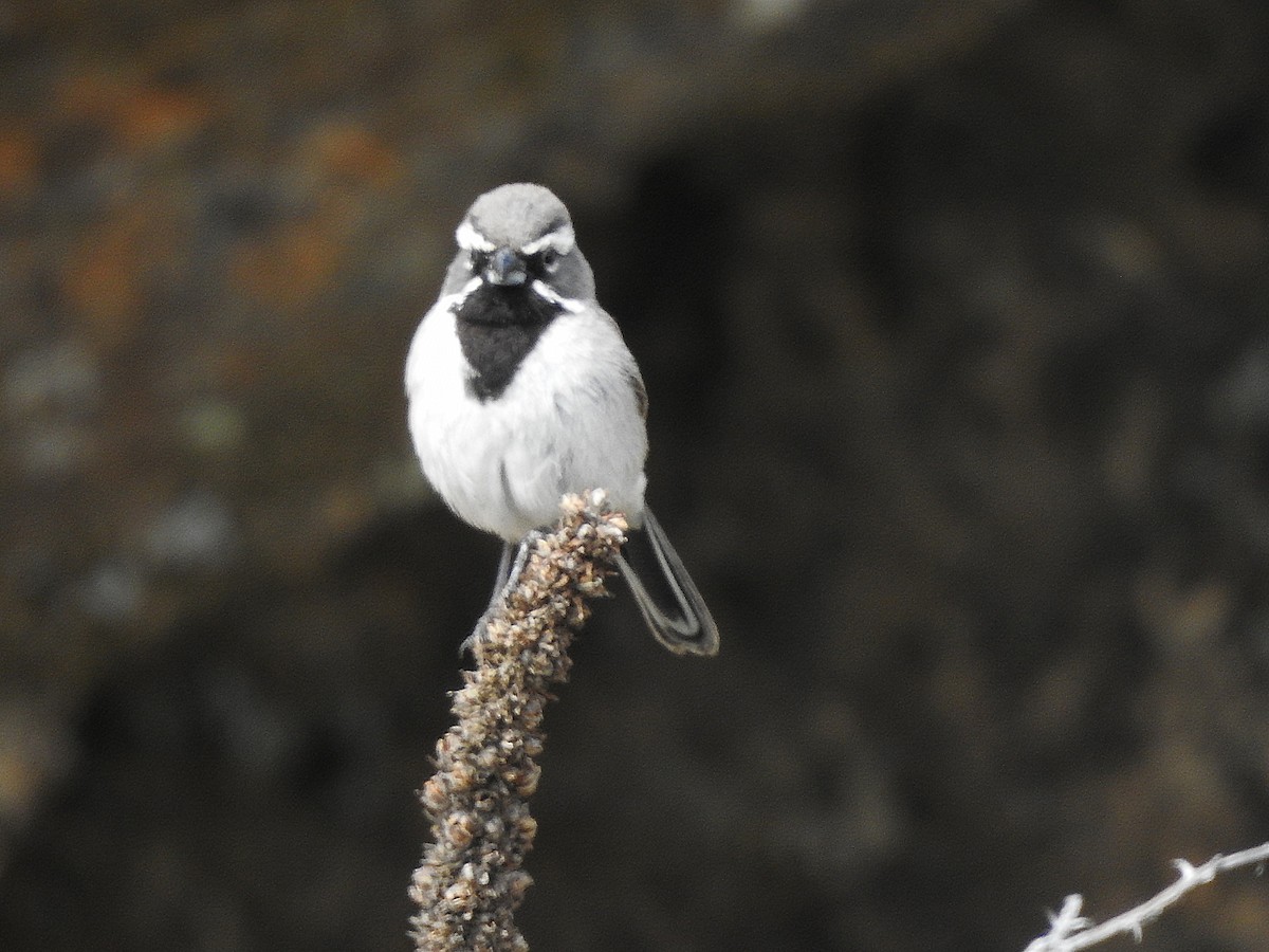 Black-throated Sparrow - ML620447142