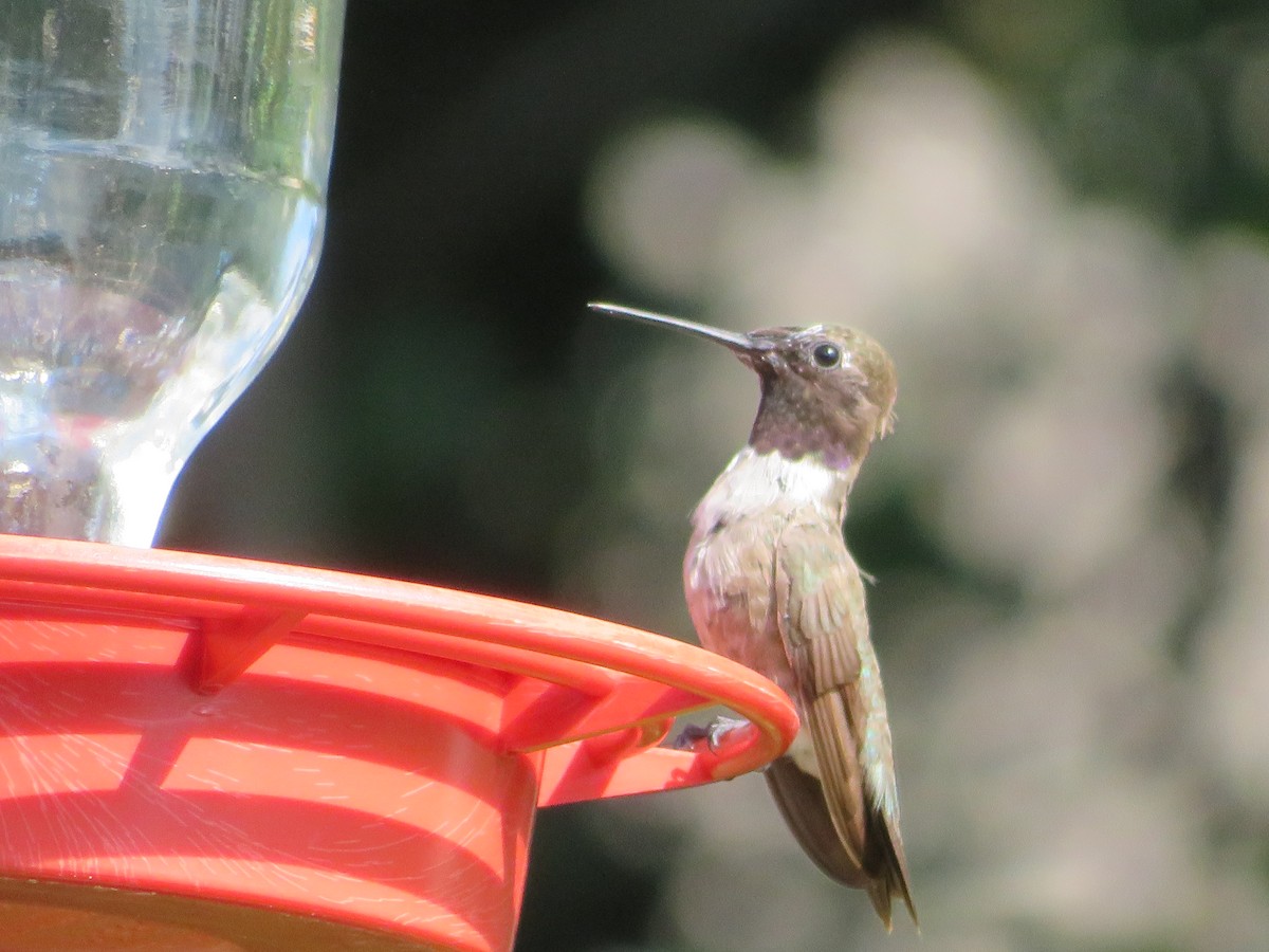 Black-chinned Hummingbird - ML620447143