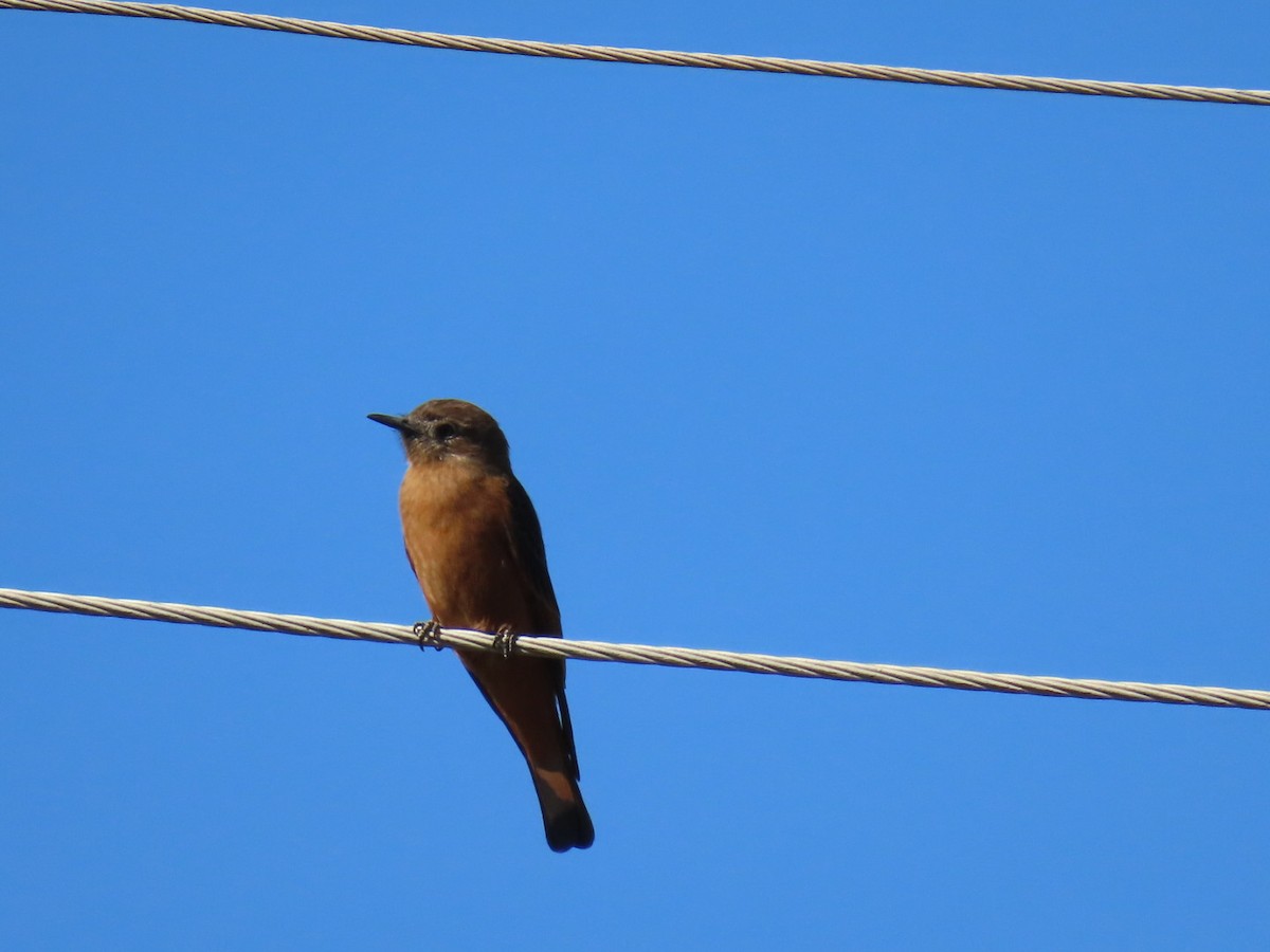 Cliff Flycatcher - ML620447144