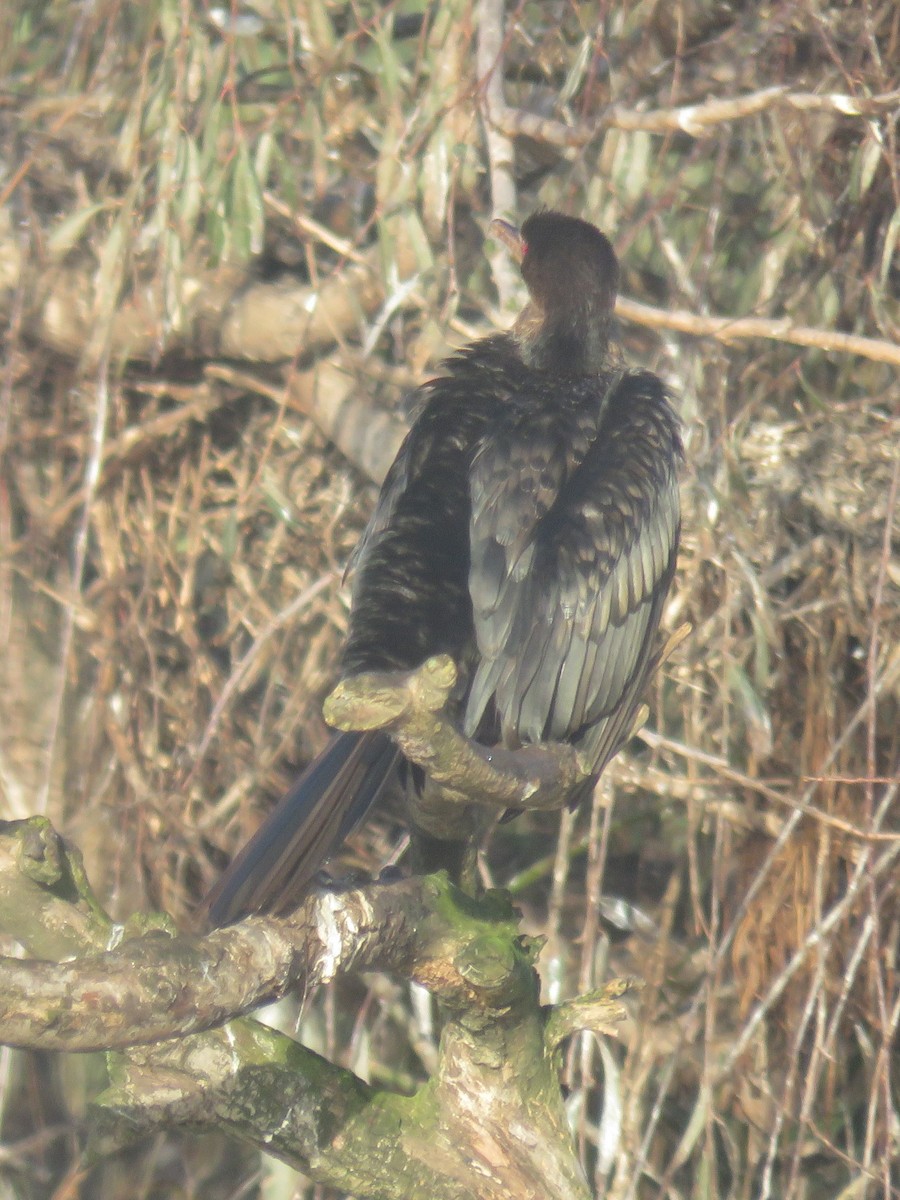 アフリカコビトウ - ML620447145