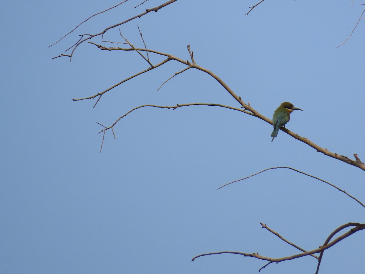Blue-tailed Bee-eater - ML620447146
