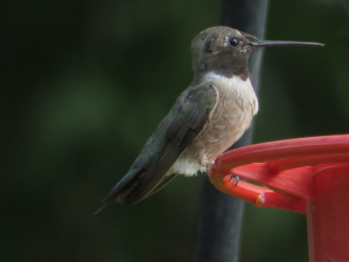 Black-chinned Hummingbird - ML620447148