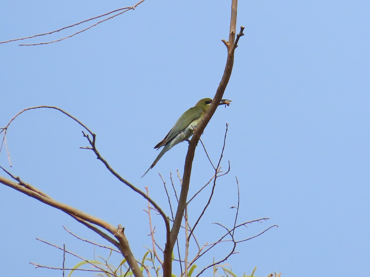 Blue-tailed Bee-eater - ML620447150