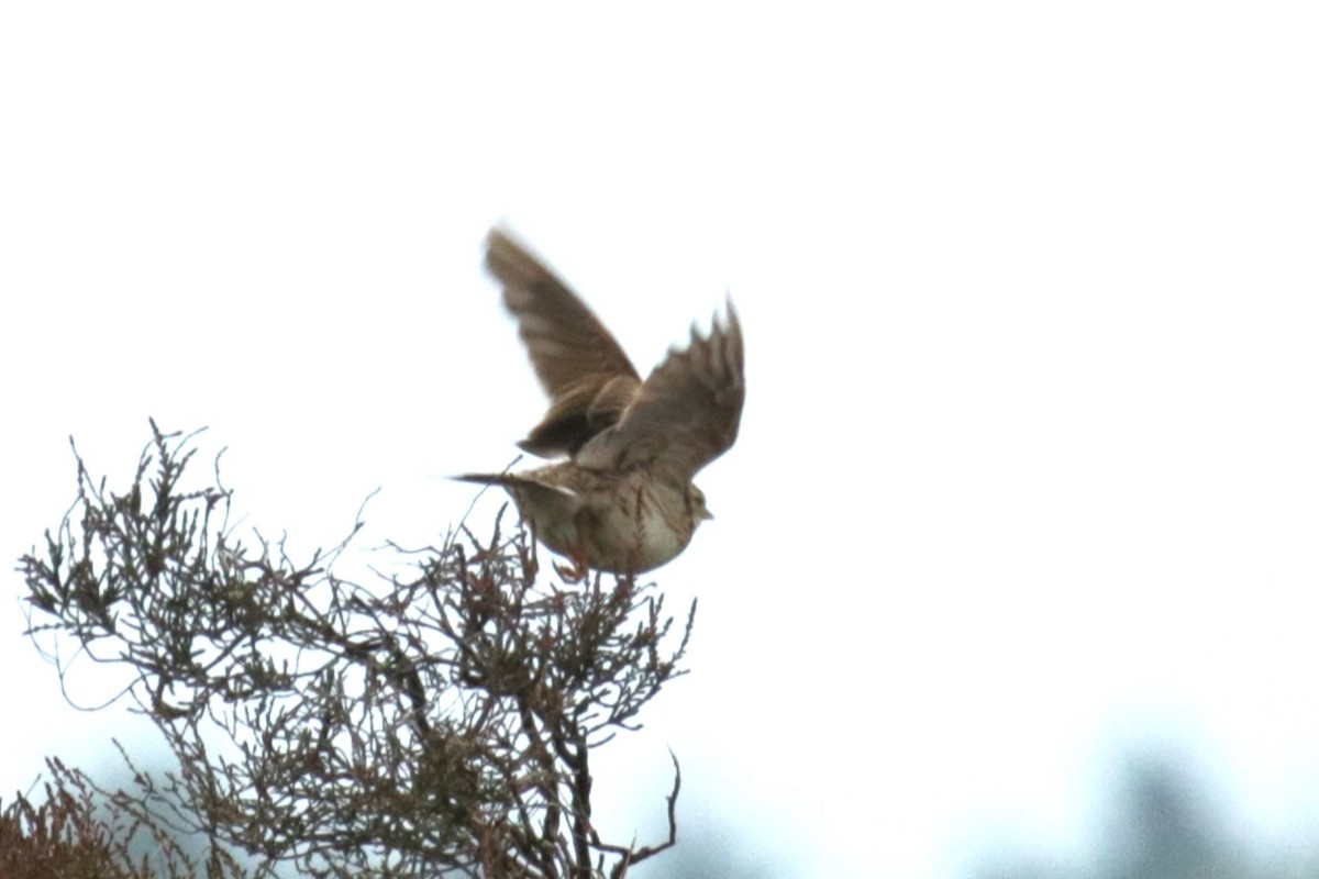 Eurasian Skylark - ML620447153