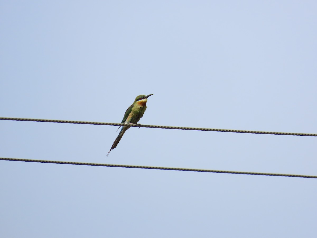 Blue-tailed Bee-eater - ML620447154