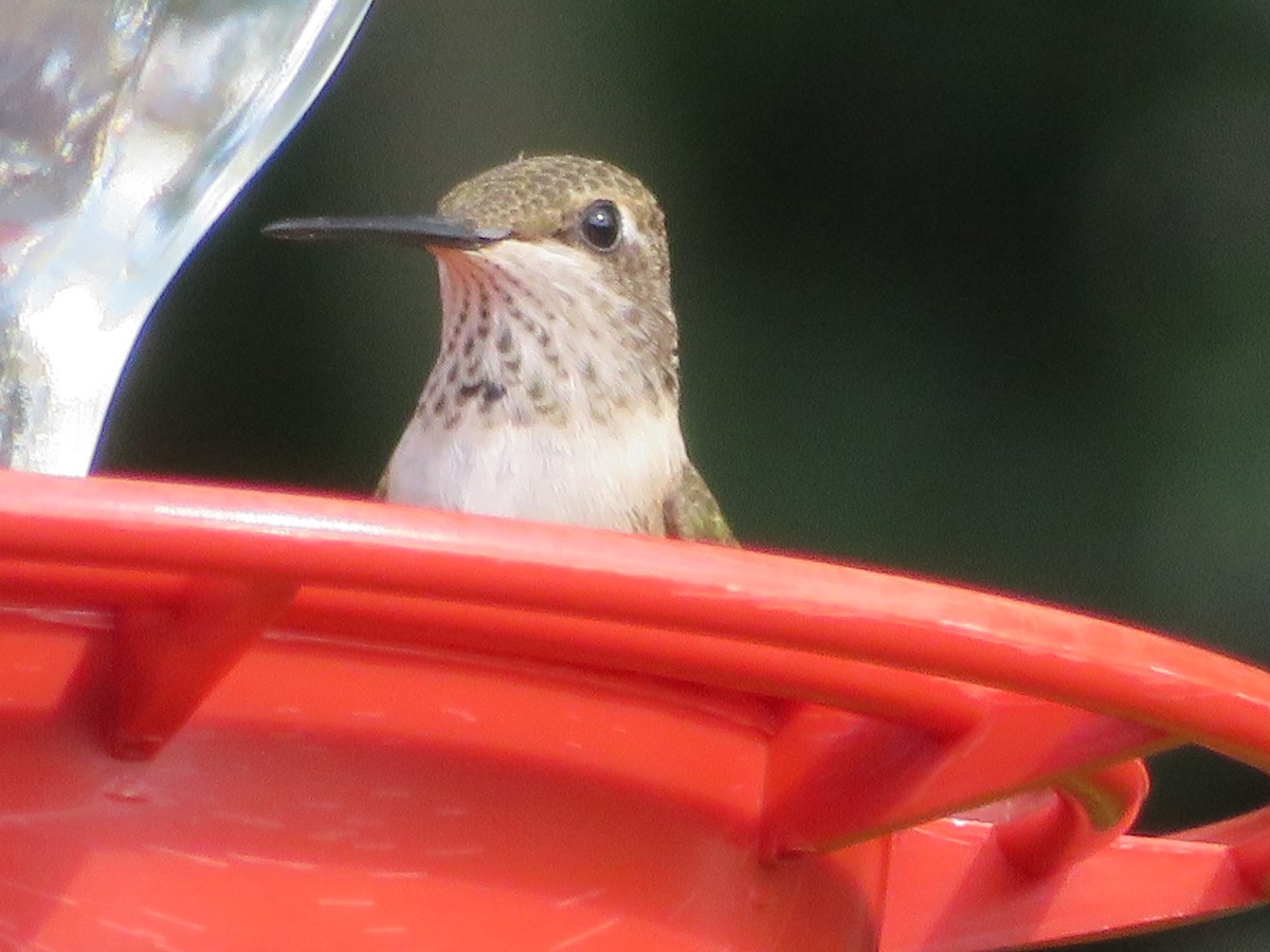 Black-chinned Hummingbird - ML620447158