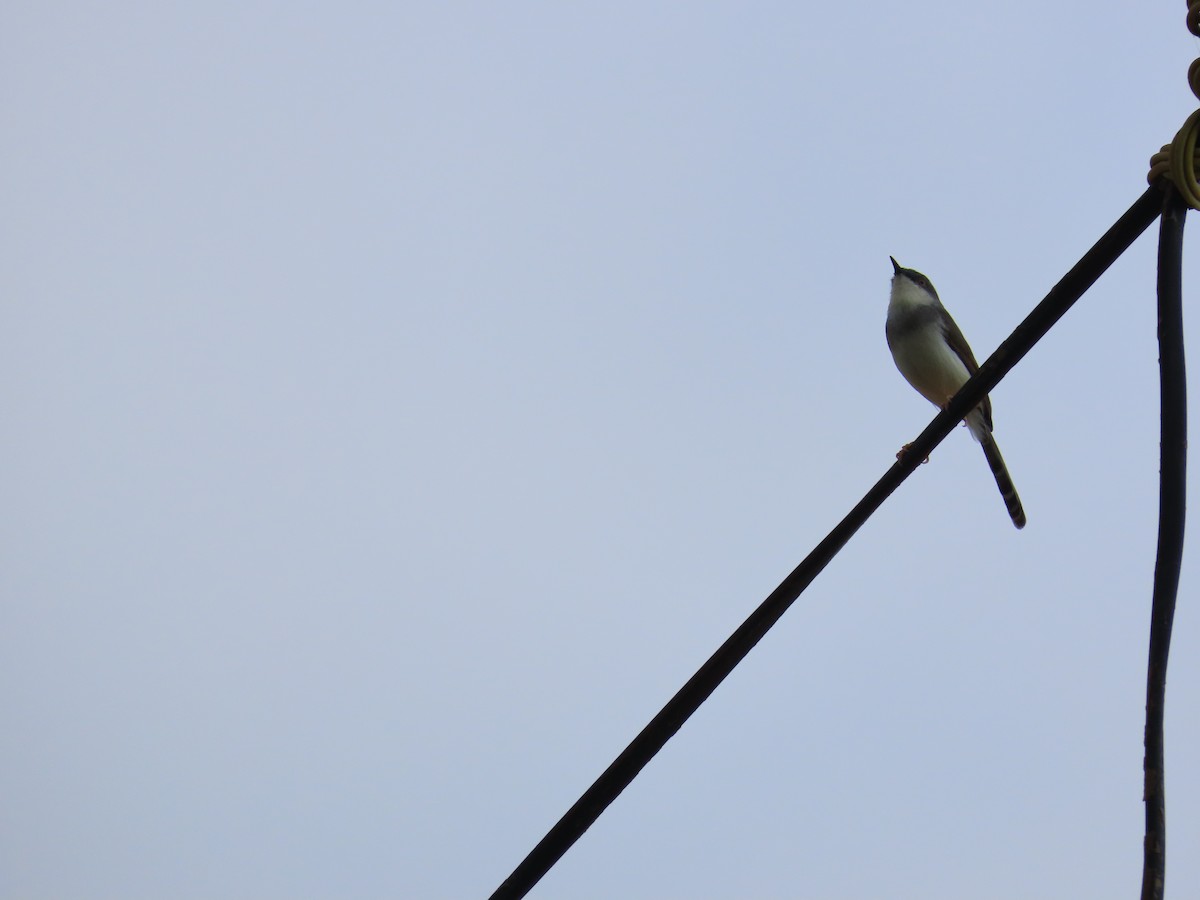 Gray-breasted Prinia - ML620447159