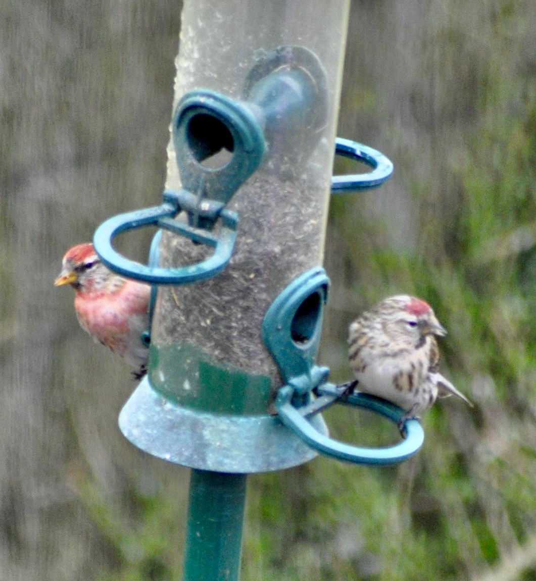 Lesser Redpoll - ML620447167