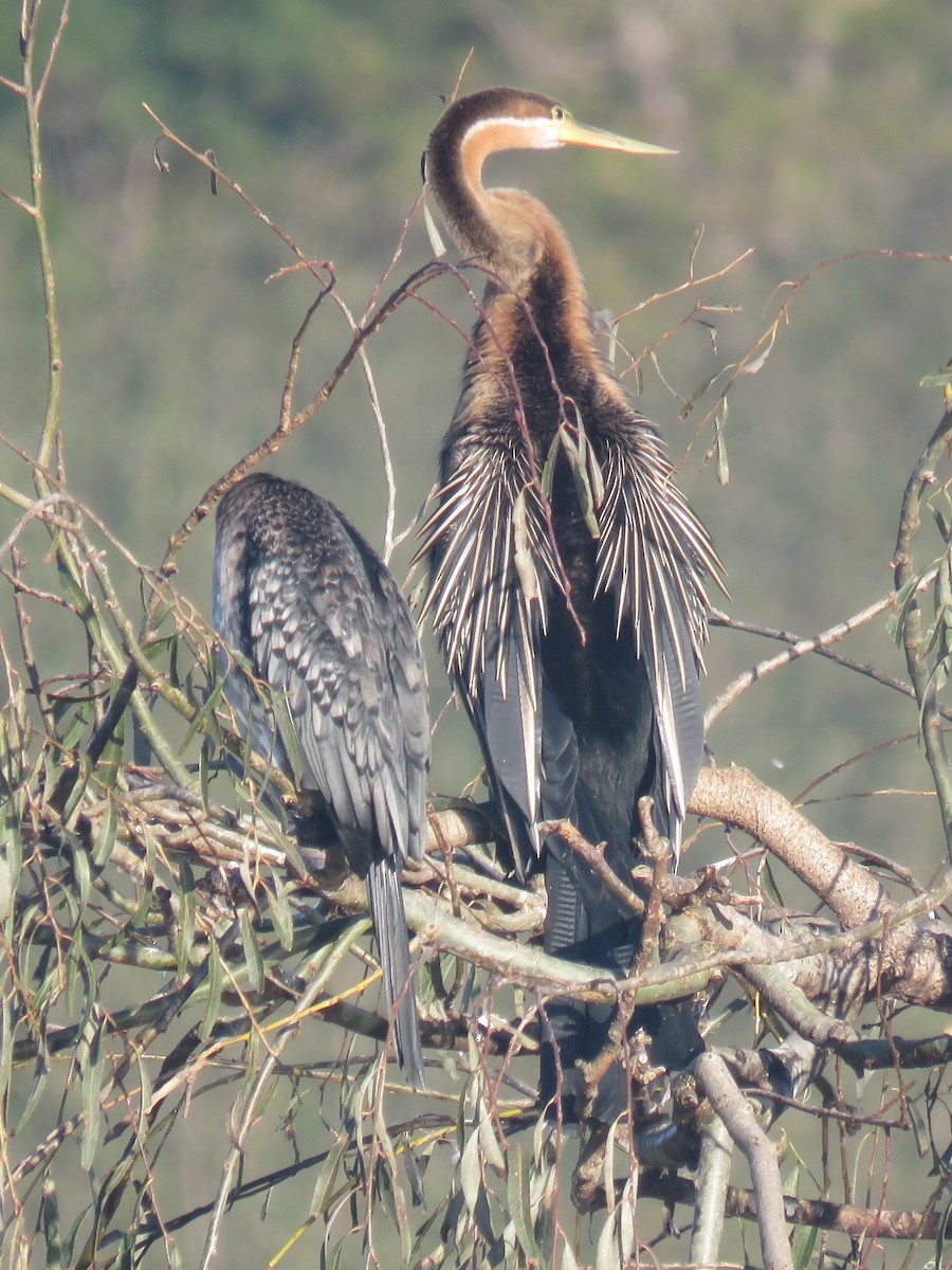 Anhinga d'Afrique - ML620447170