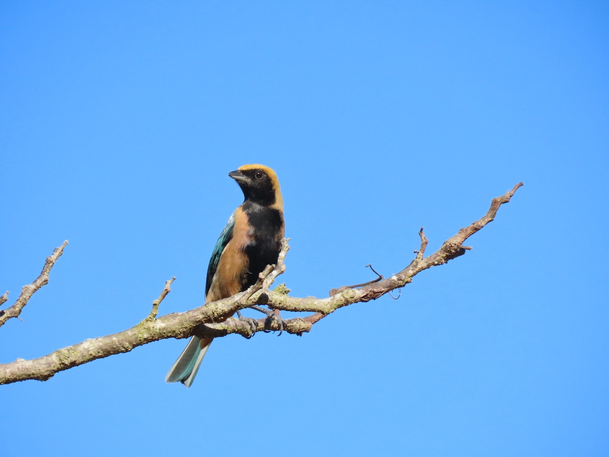 Burnished-buff Tanager - ML620447171