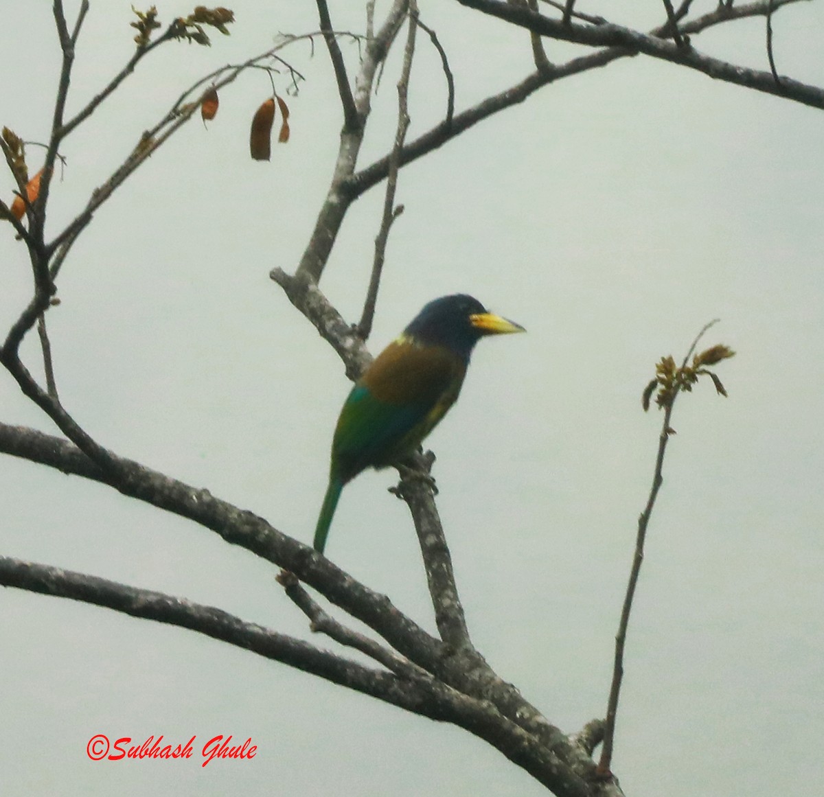 Great Barbet - ML620447179