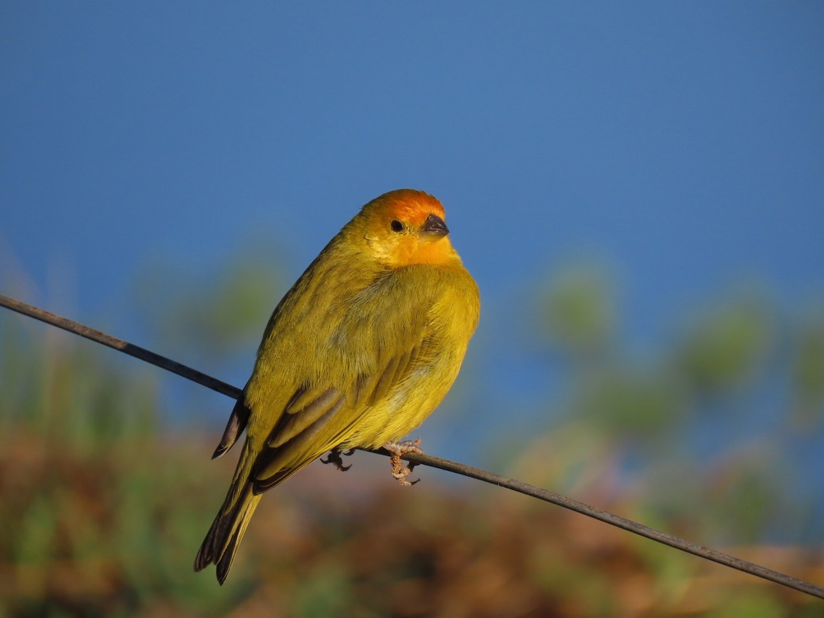 Saffron Finch - ML620447183