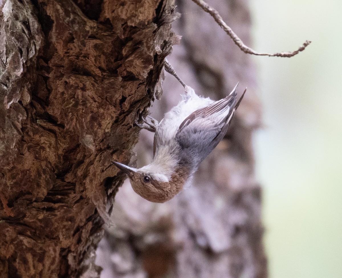 Brown-headed Nuthatch - ML620447184