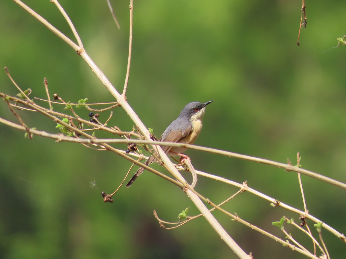 Ashy Prinia - ML620447187