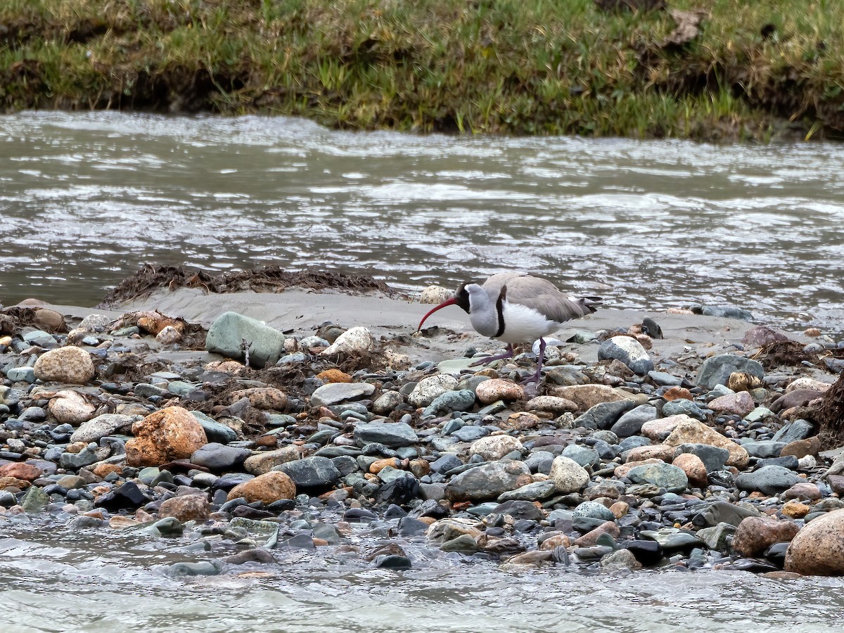 Ibisbill - ML620447193