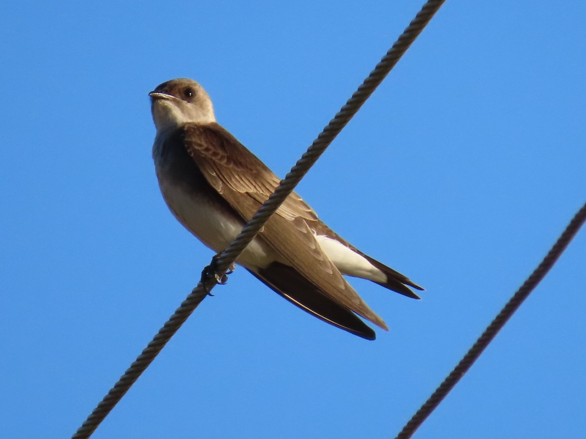 Brown-chested Martin - ML620447194