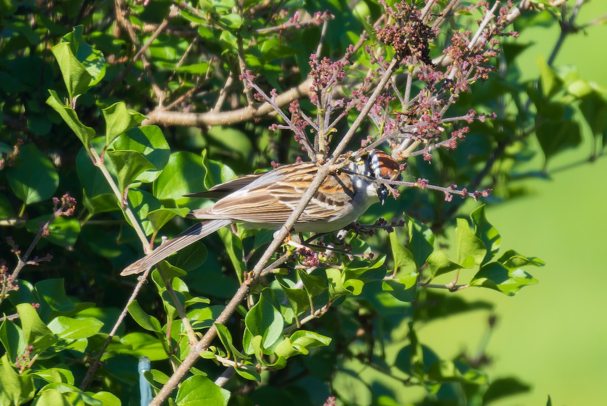 Chipping Sparrow - ML620447195