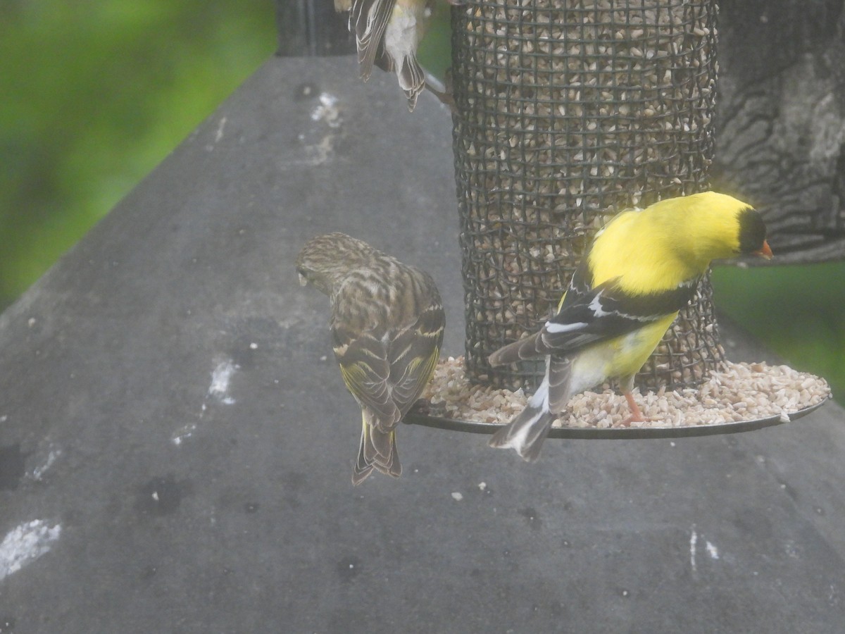 Pine Siskin - ML620447202