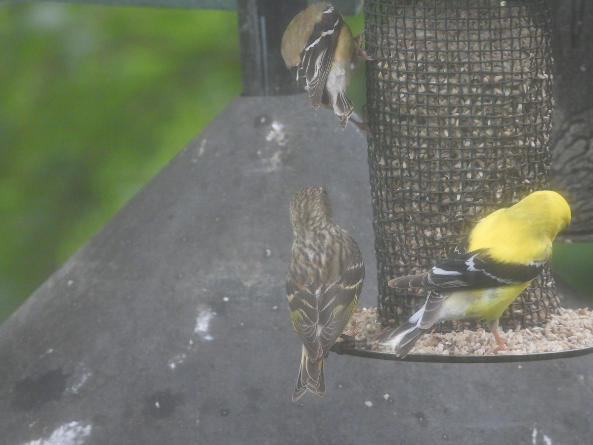 Pine Siskin - Rachel Hillesheim