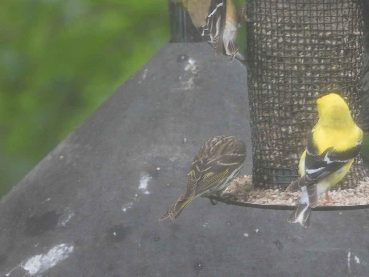 Pine Siskin - ML620447207