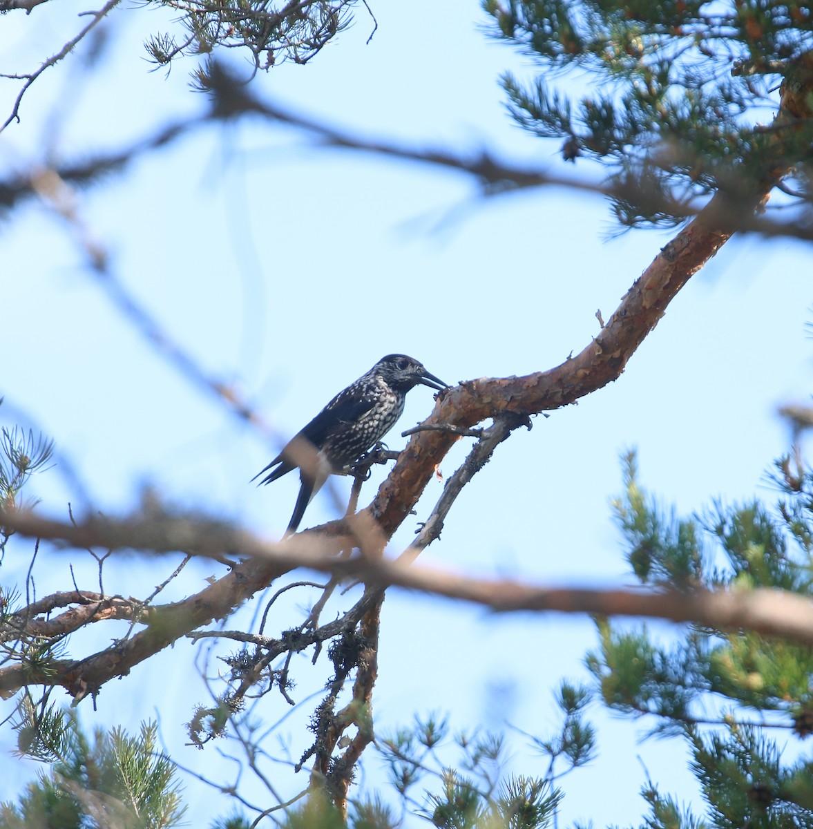 Eurasian Nutcracker (Northern) - ML620447209