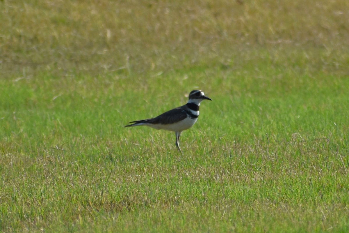 Killdeer - ML620447210