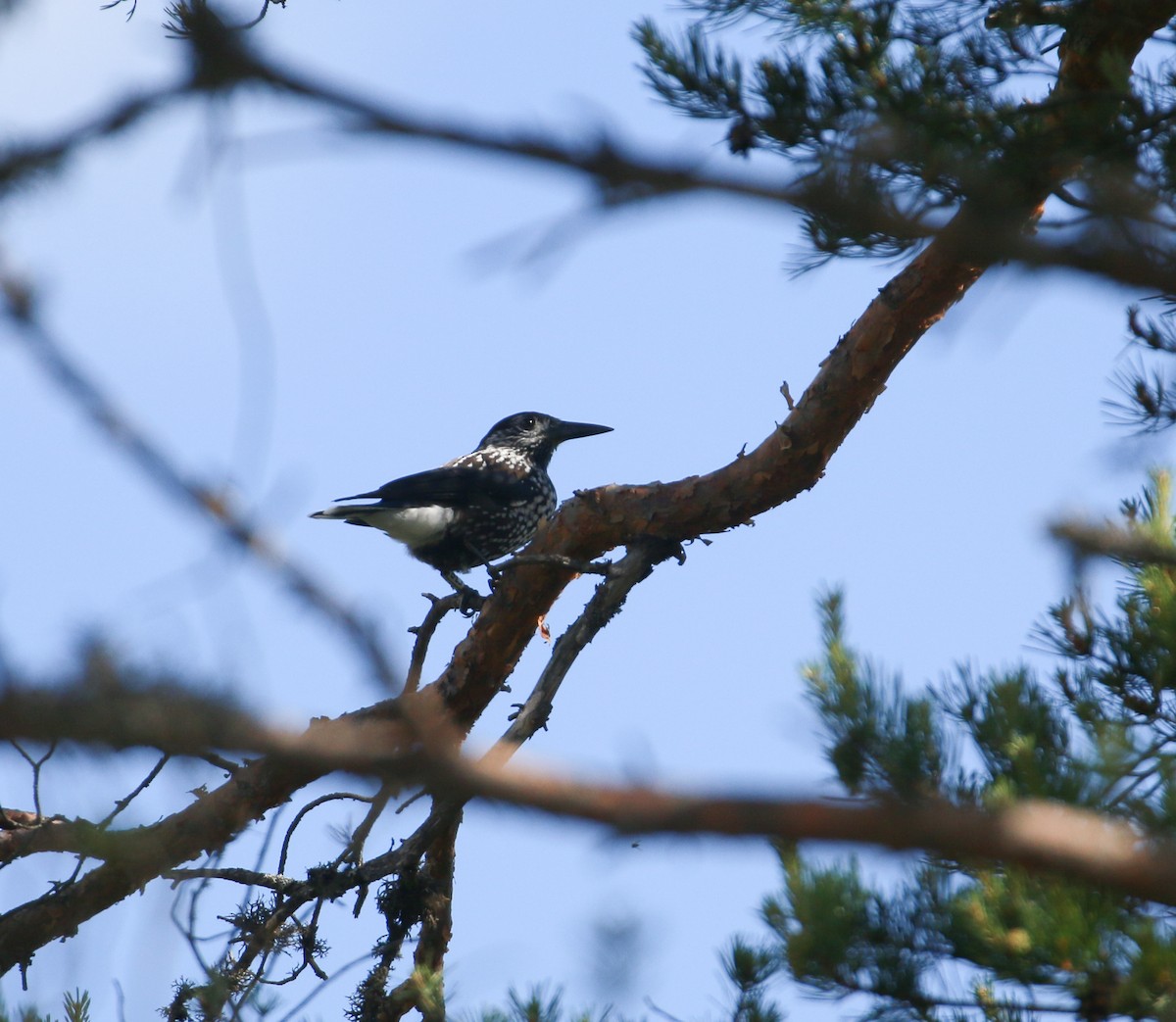 Eurasian Nutcracker (Northern) - ML620447211