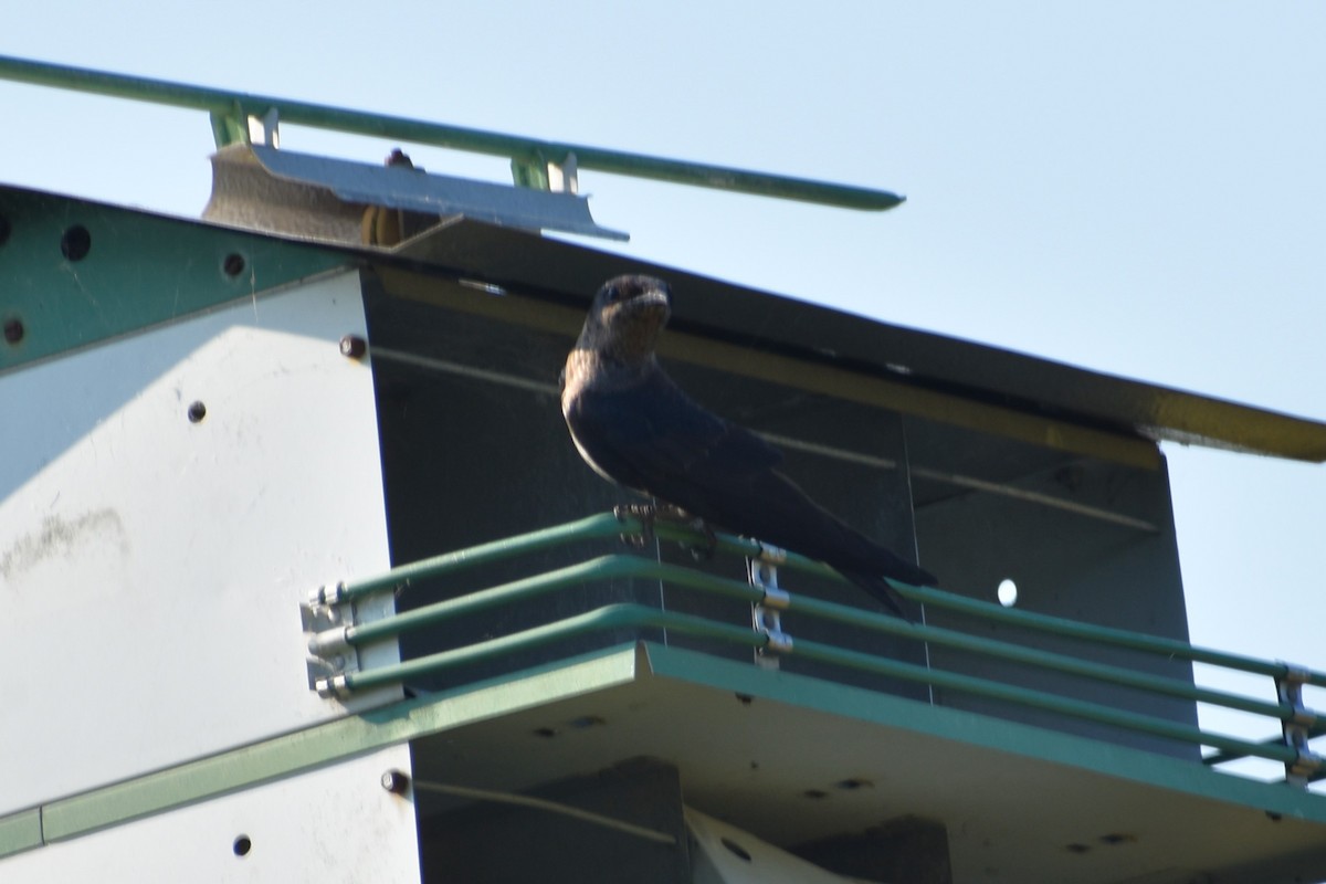 Purple Martin - ML620447215