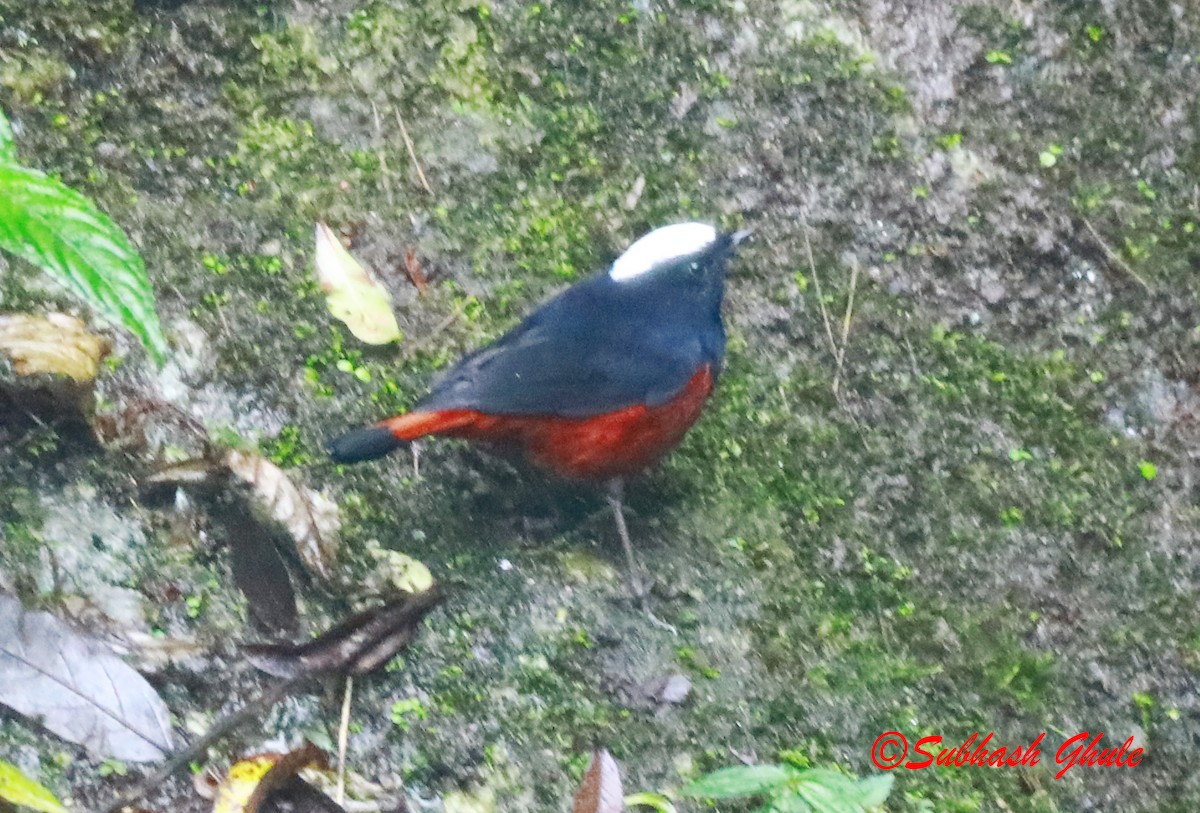 White-capped Redstart - ML620447219