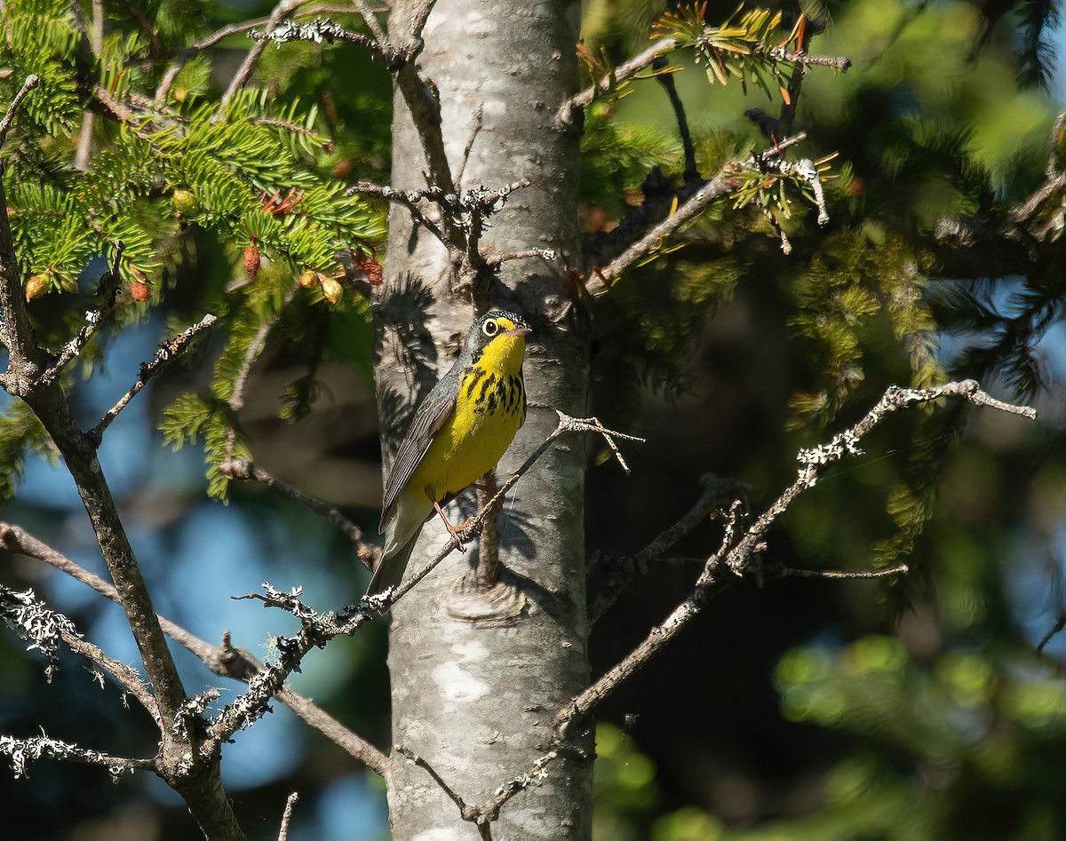 Canada Warbler - Peggy Scanlan