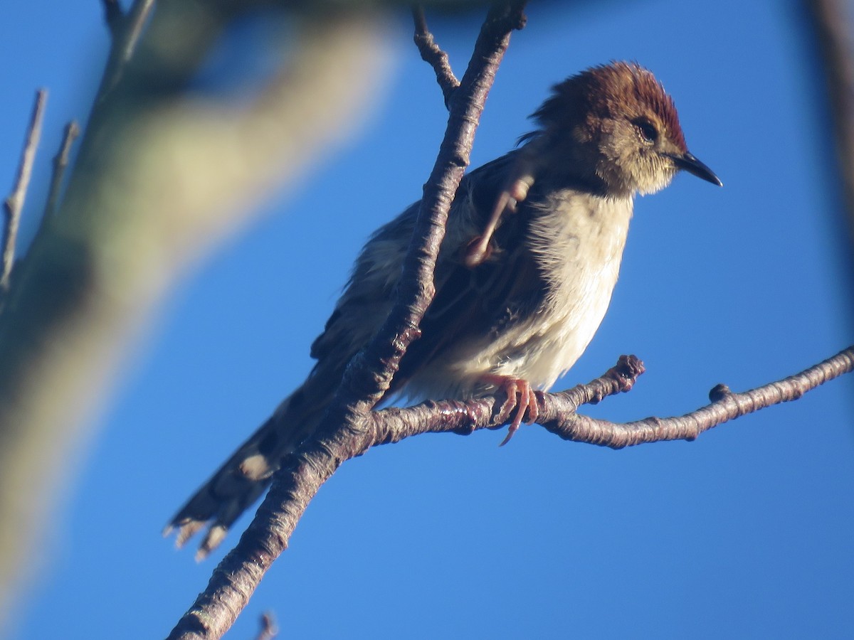 Levaillant's Cisticola - ML620447222