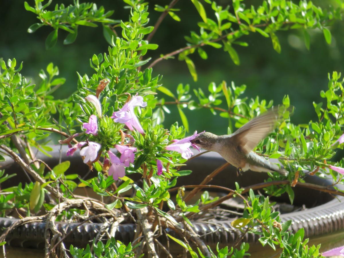 Black-chinned Hummingbird - ML620447226