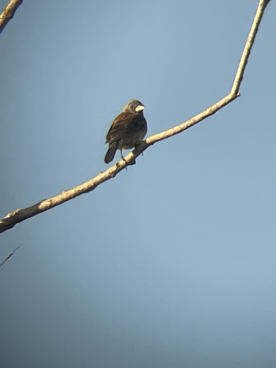 Blue Grosbeak - ML620447234