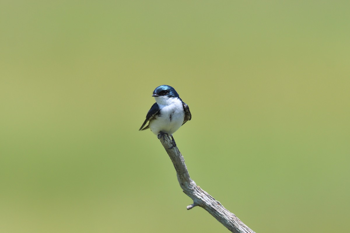 Tree Swallow - terence zahner