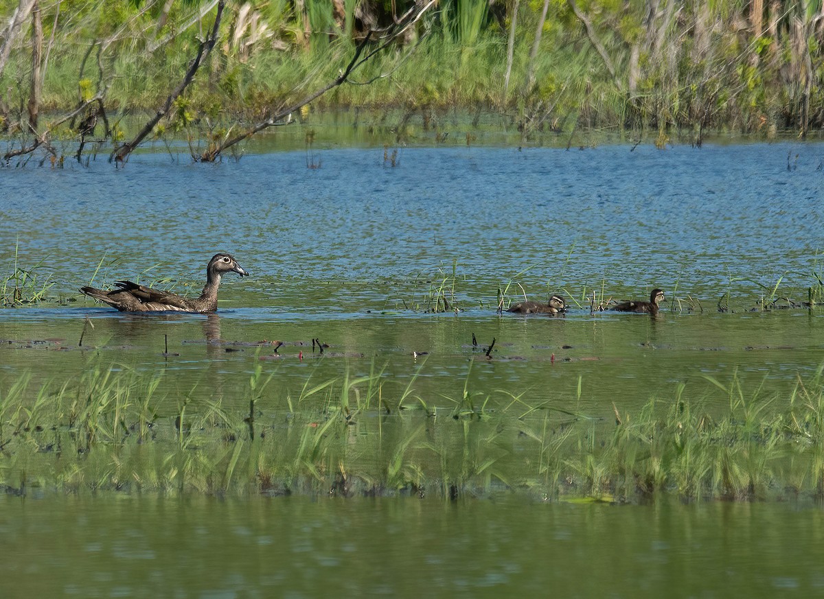 Canard branchu - ML620447245