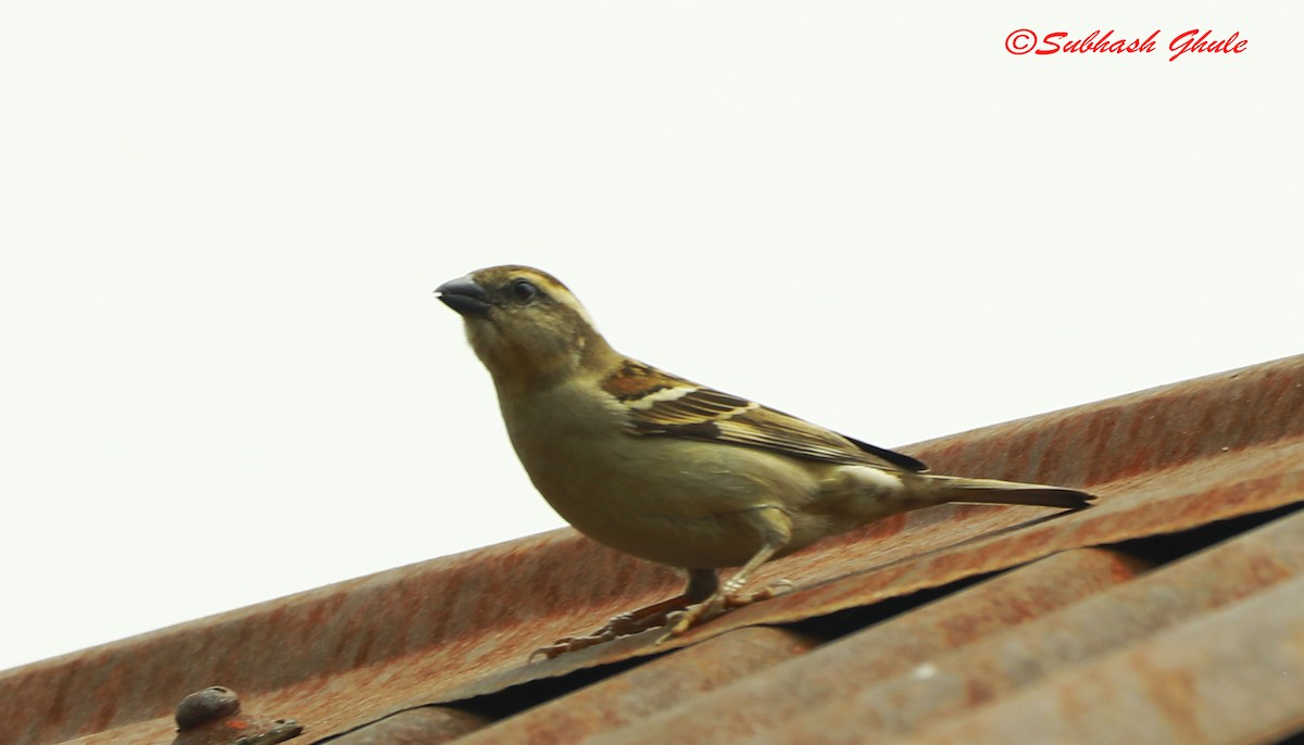 Russet Sparrow - ML620447248