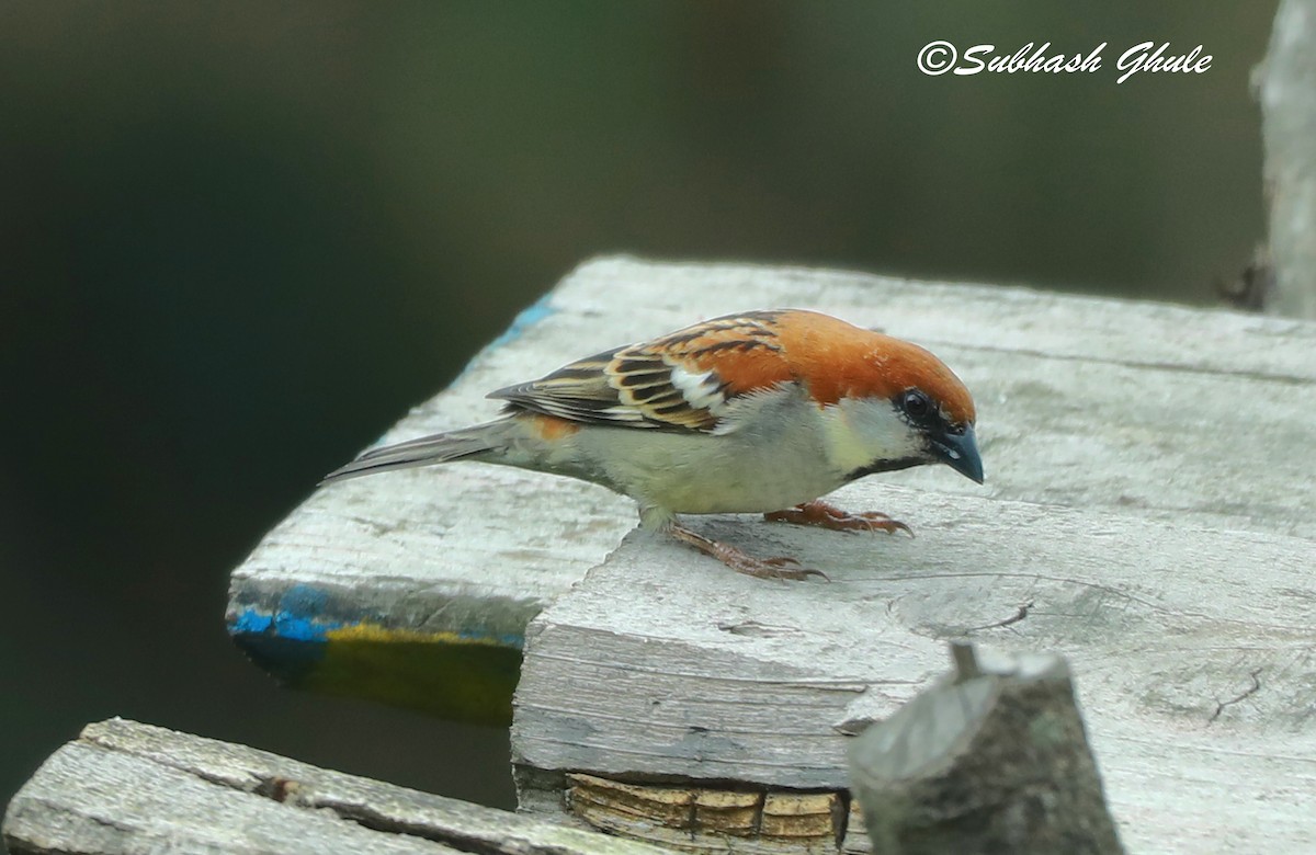 Russet Sparrow - ML620447250