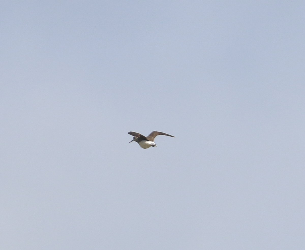 Green Sandpiper - ML620447254