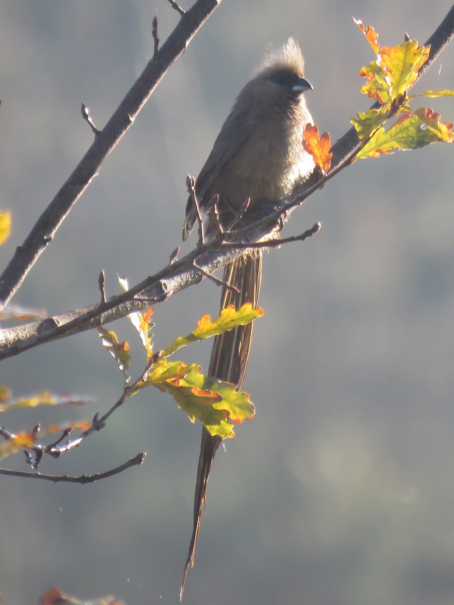 Speckled Mousebird - ML620447256