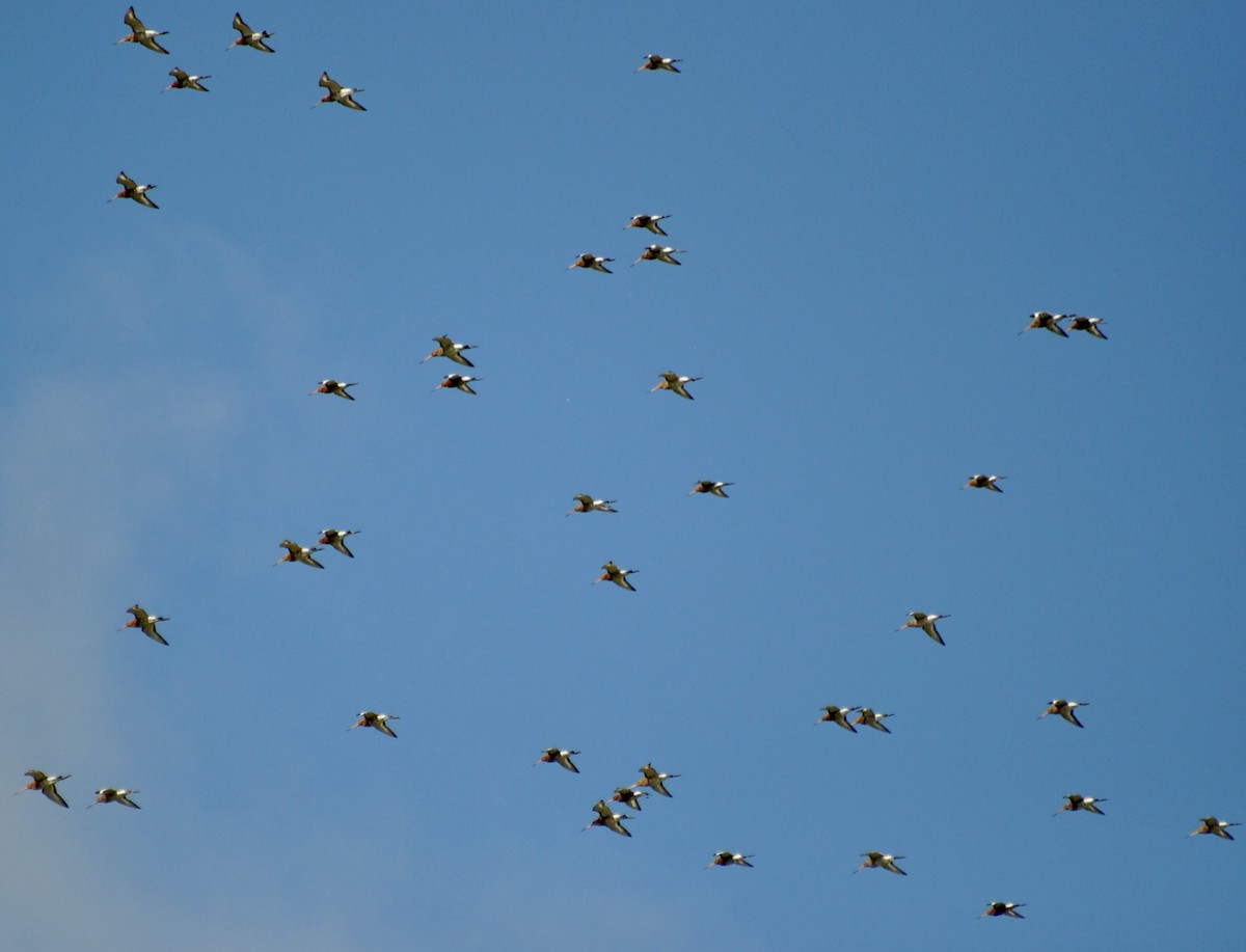 Black-tailed Godwit - ML620447257