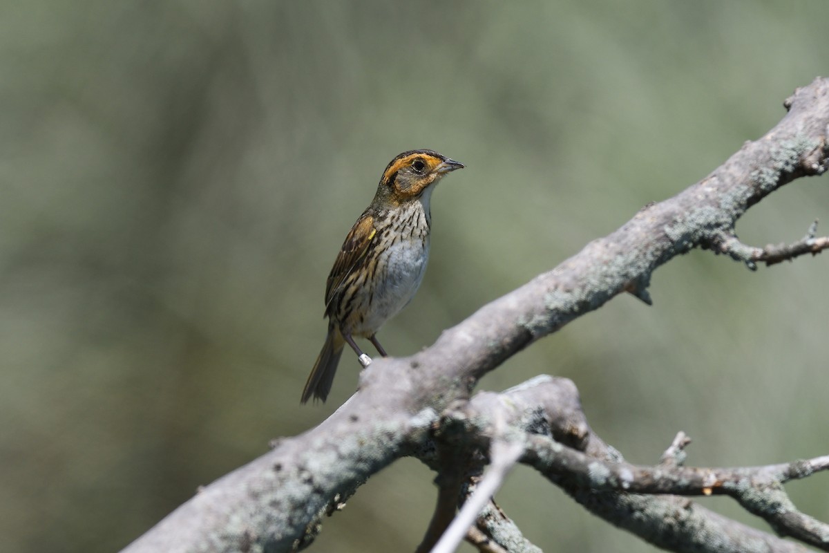 Saltmarsh Sparrow - ML620447259