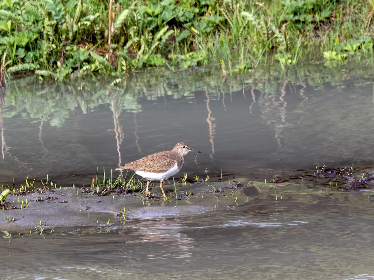 Common Sandpiper - ML620447260