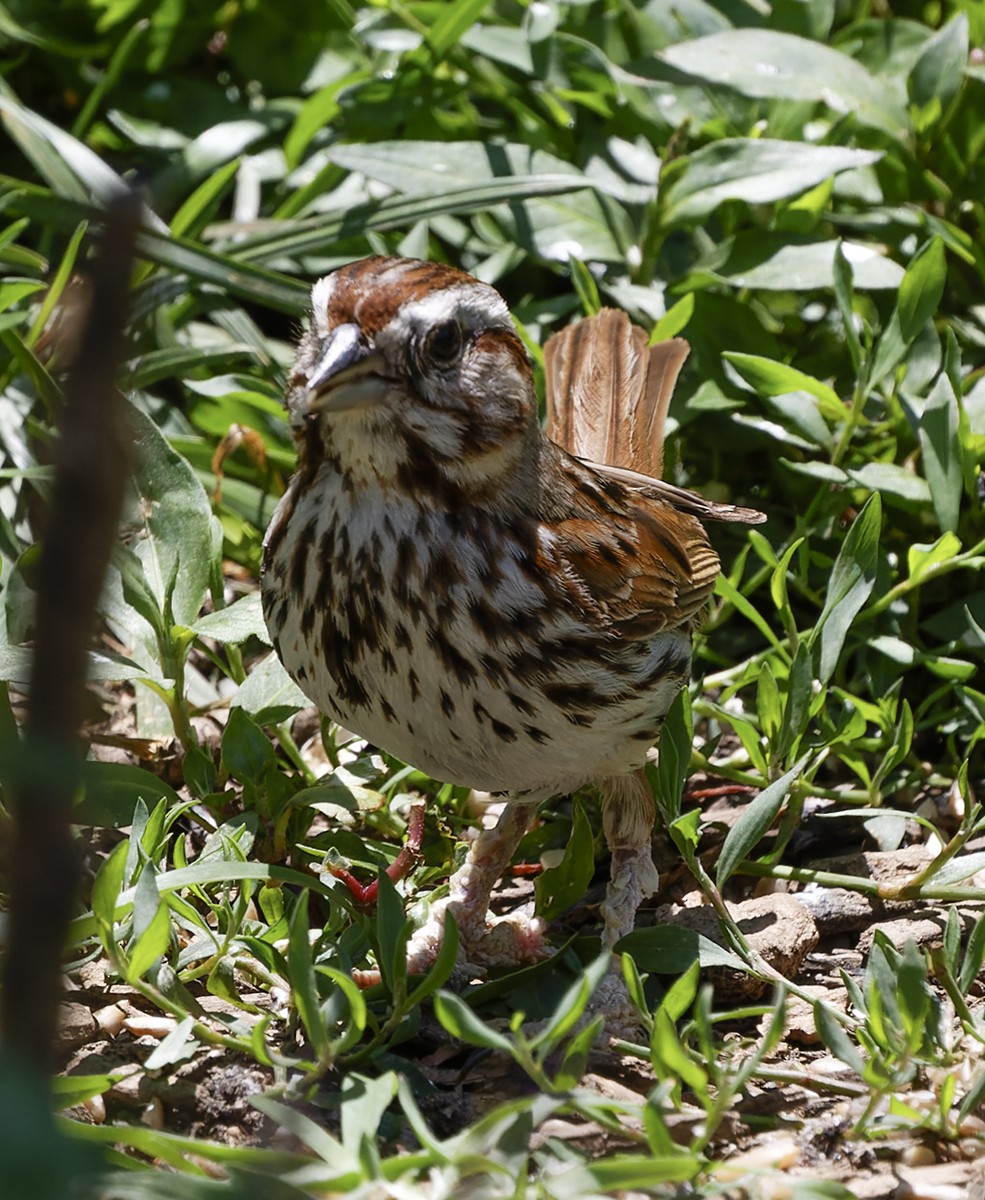 Song Sparrow - ML620447267