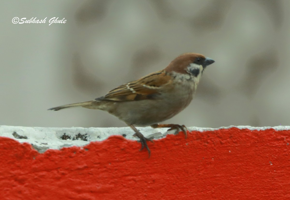 Eurasian Tree Sparrow - ML620447268