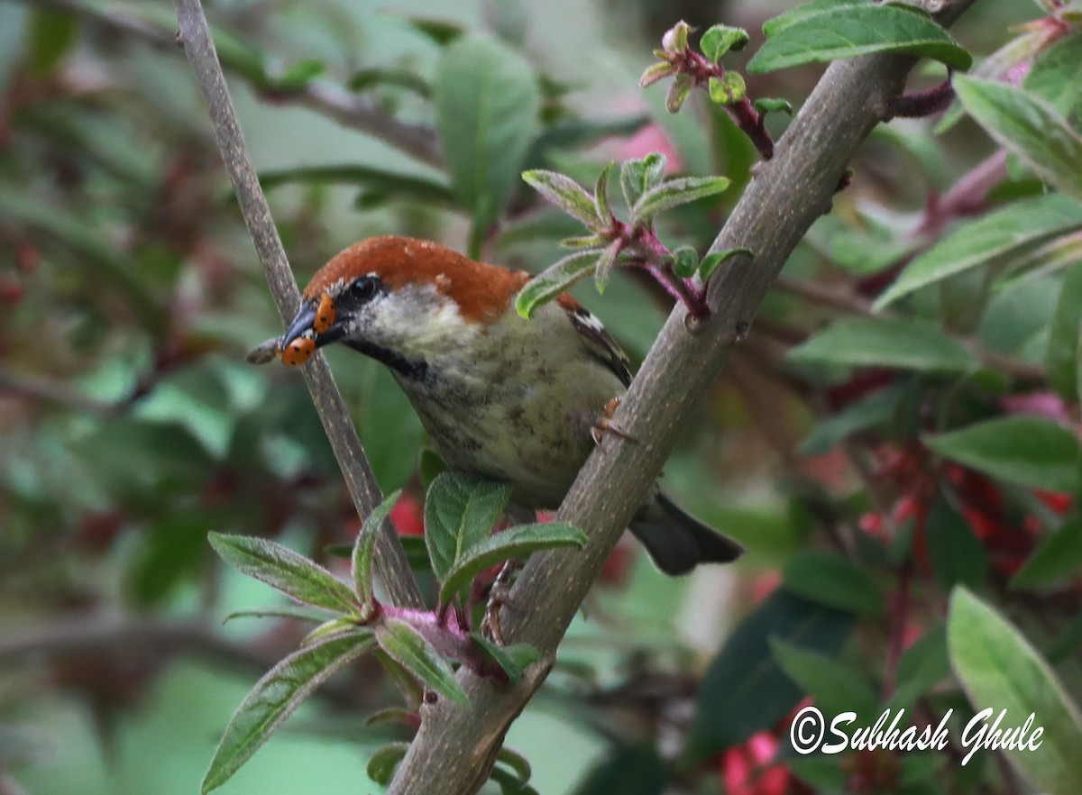 Eurasian Tree Sparrow - SUBHASH GHULE