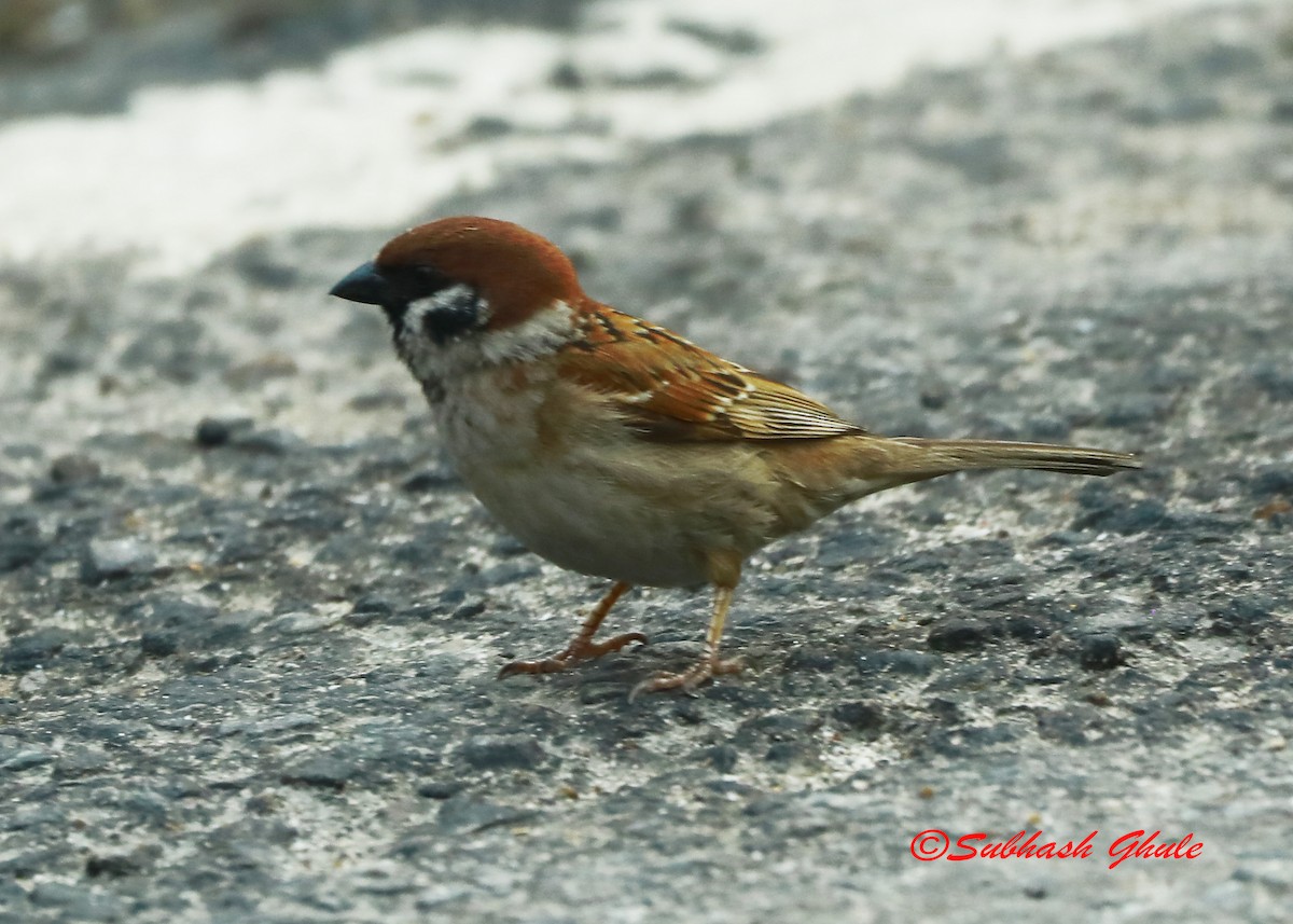Eurasian Tree Sparrow - ML620447270