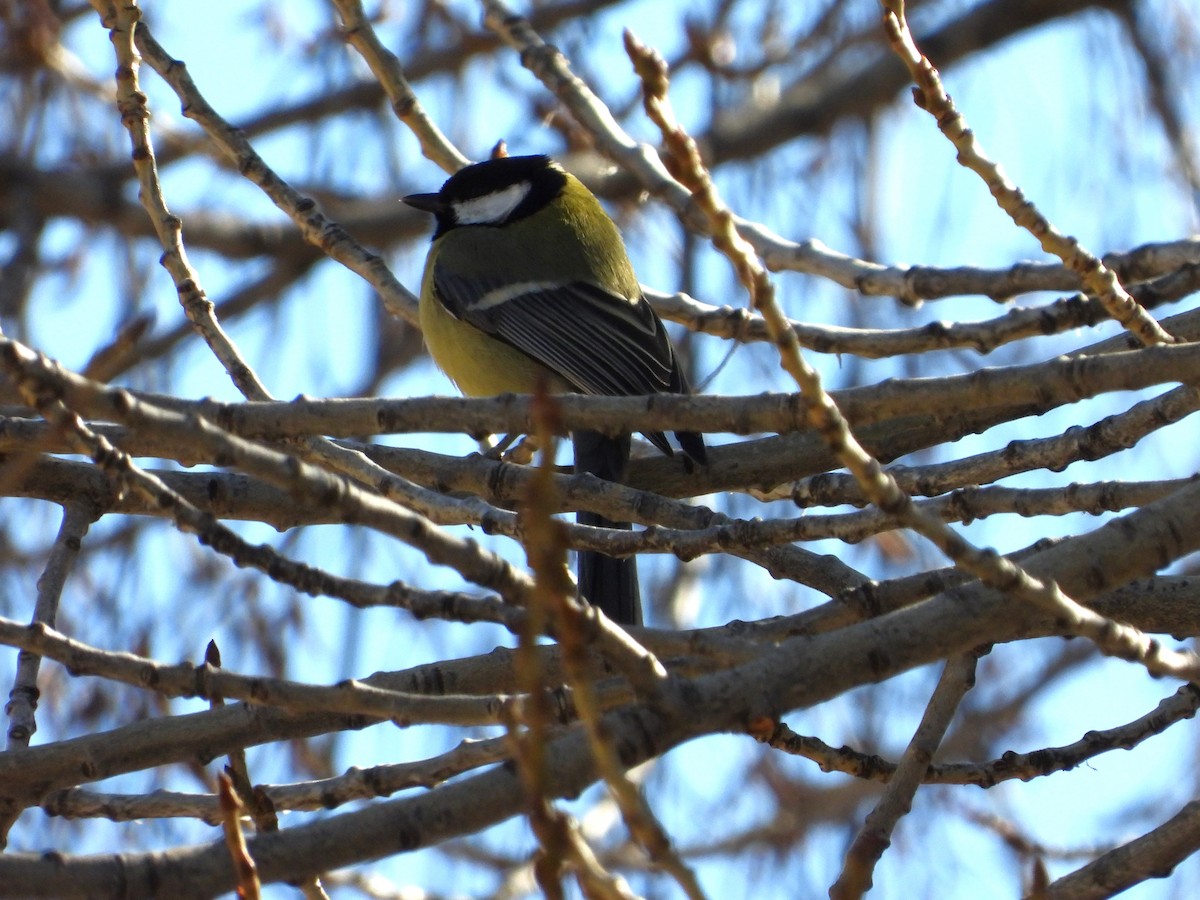 Great Tit - ML620447271