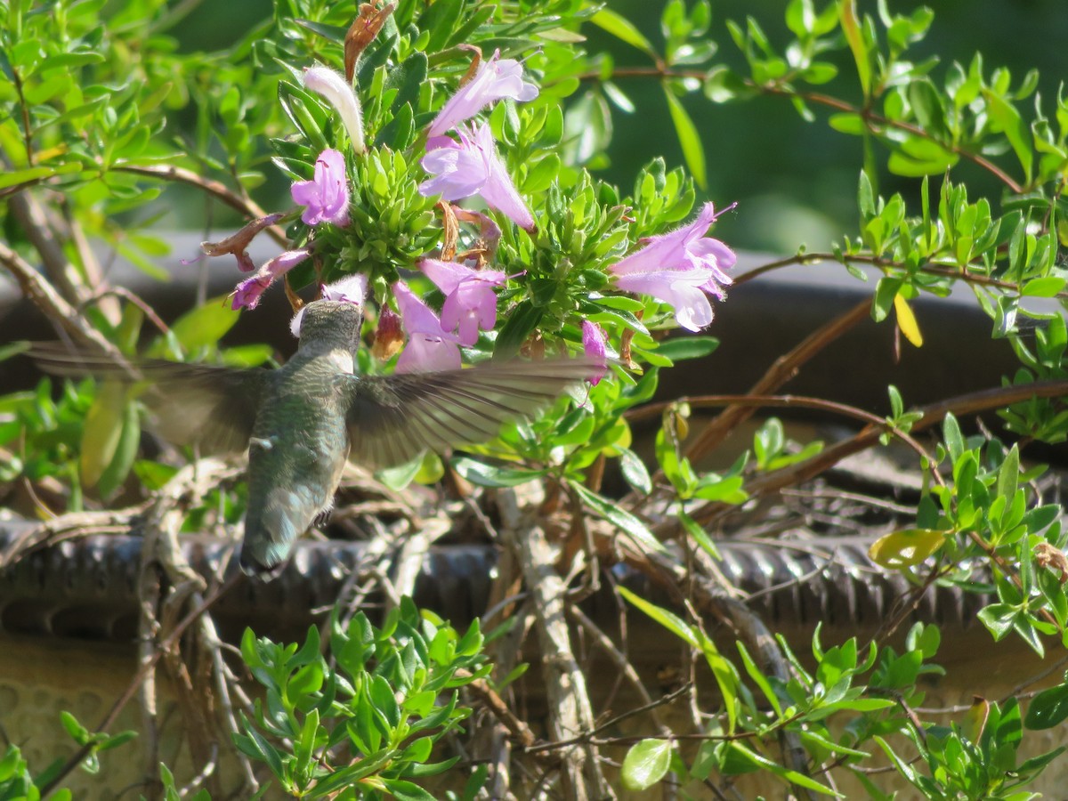 Black-chinned Hummingbird - ML620447272