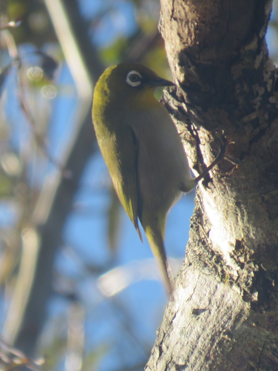 Окулярник капський (підвид capensis) - ML620447278