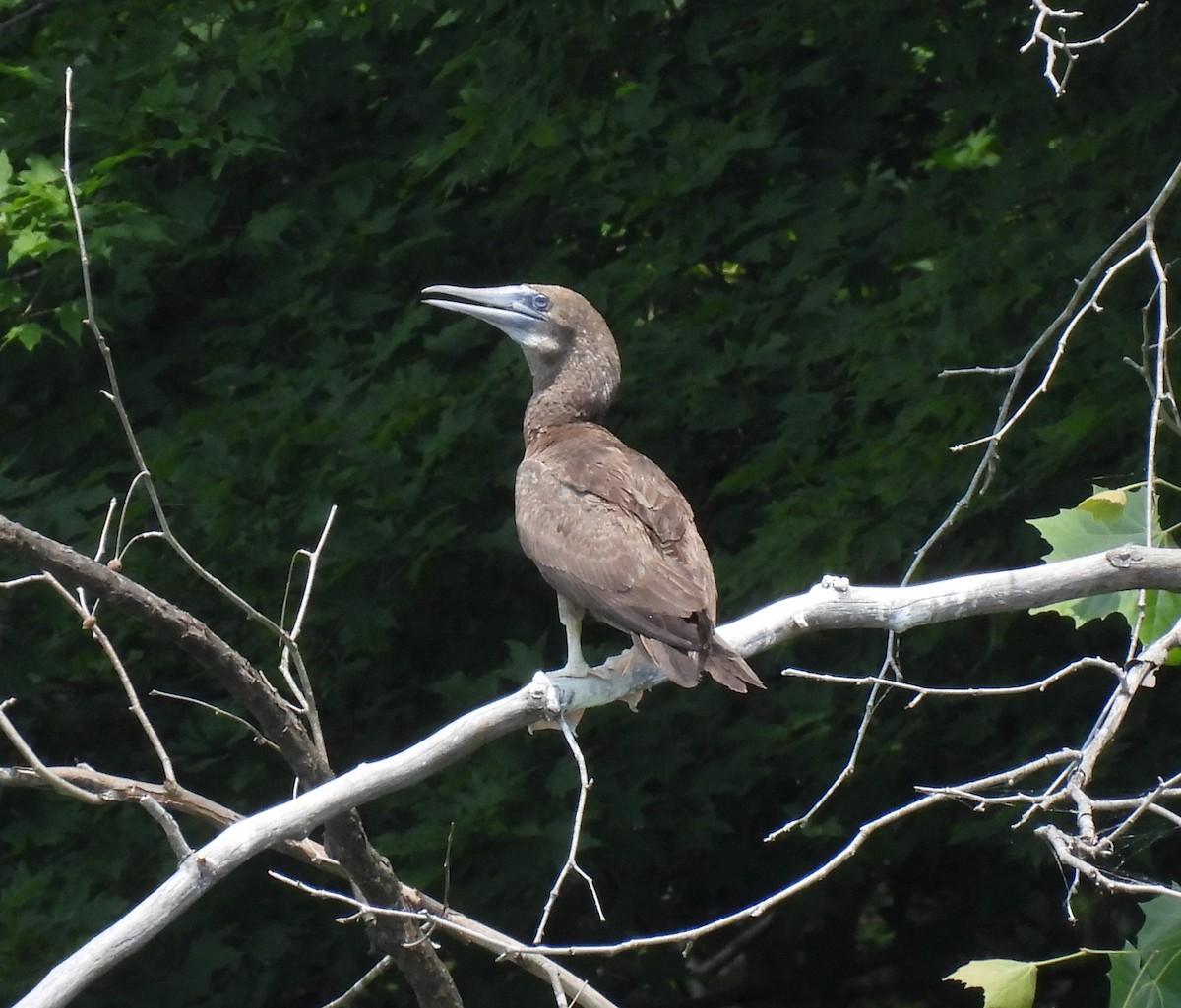 Brown Booby - ML620447279